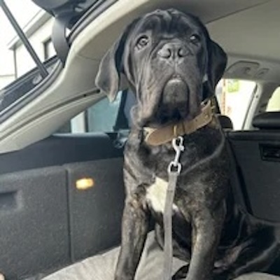 Buddy