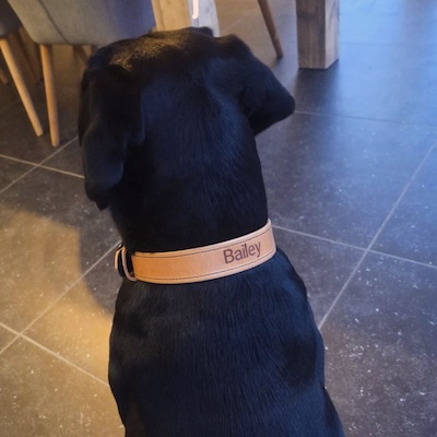 Bailey